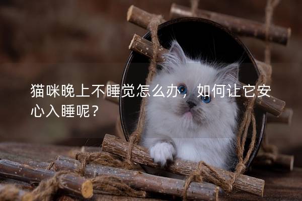 猫咪晚上不睡觉怎么办，如何让它安心入睡呢？