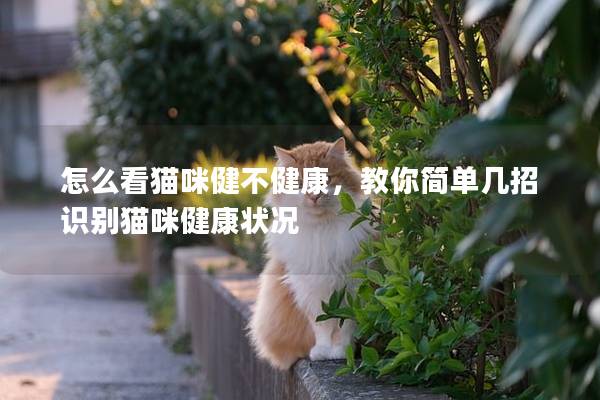 怎么看猫咪健不健康，教你简单几招识别猫咪健康状况