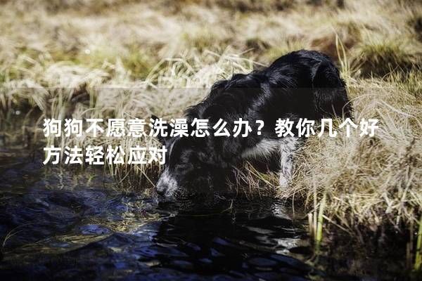 狗狗不愿意洗澡怎么办？教你几个好方法轻松应对