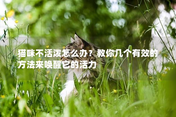 猫咪不活泼怎么办？教你几个有效的方法来唤醒它的活力