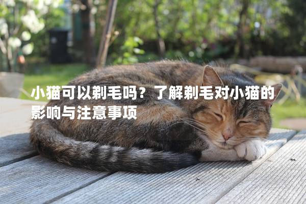 小猫可以剃毛吗？了解剃毛对小猫的影响与注意事项