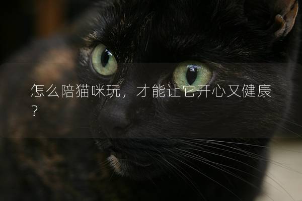 怎么陪猫咪玩，才能让它开心又健康？