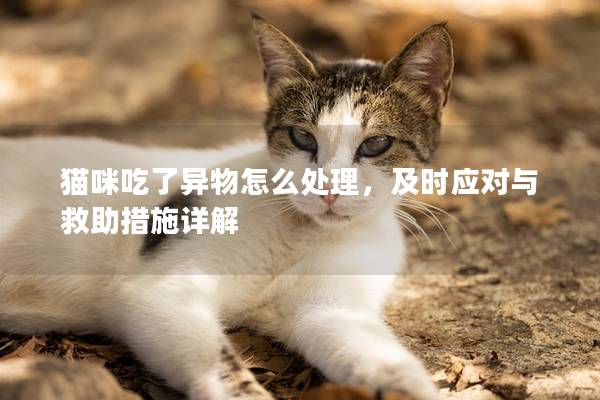 猫咪吃了异物怎么处理，及时应对与救助措施详解