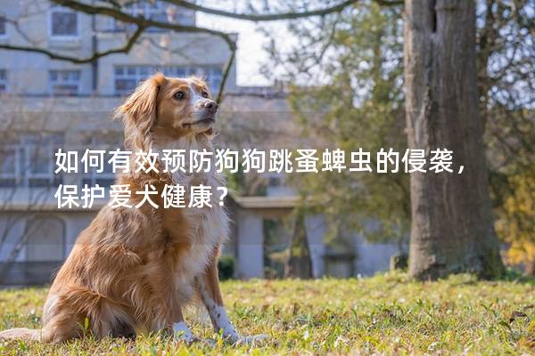 如何有效预防狗狗跳蚤蜱虫的侵袭，保护爱犬健康？