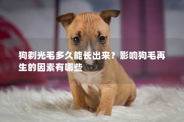 狗剃光毛多久能长出来？影响狗毛再生的因素有哪些