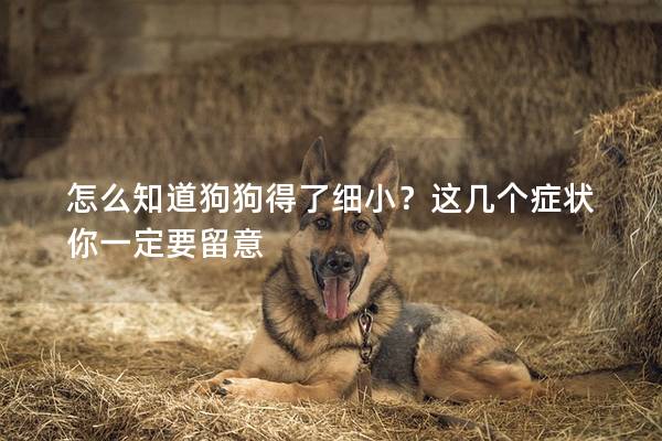 怎么知道狗狗得了细小？这几个症状你一定要留意