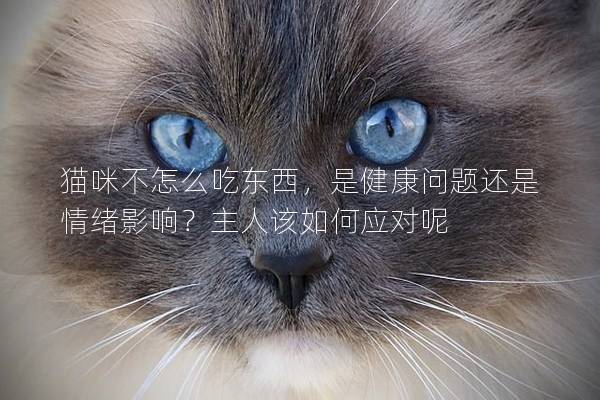 猫咪不怎么吃东西，是健康问题还是情绪影响？主人该如何应对呢