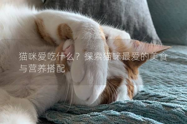 猫咪爱吃什么？探索猫咪最爱的美食与营养搭配