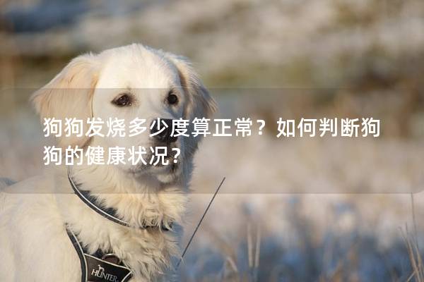 狗狗发烧多少度算正常？如何判断狗狗的健康状况？