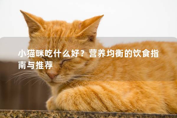 小猫咪吃什么好？营养均衡的饮食指南与推荐