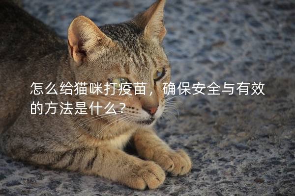 怎么给猫咪打疫苗，确保安全与有效的方法是什么？