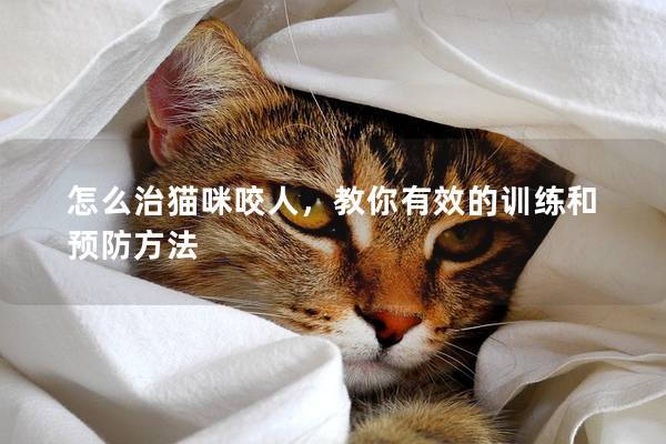 怎么治猫咪咬人，教你有效的训练和预防方法