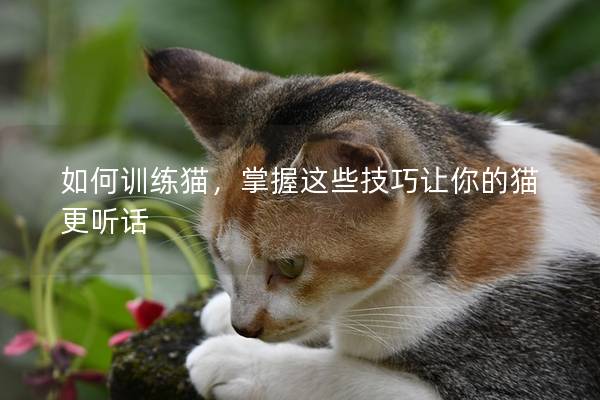 如何训练猫，掌握这些技巧让你的猫更听话