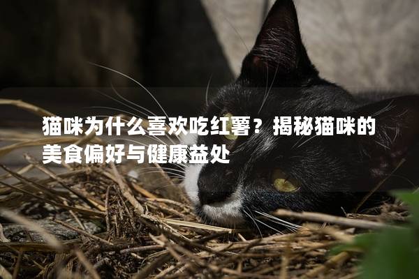 猫咪为什么喜欢吃红薯？揭秘猫咪的美食偏好与健康益处