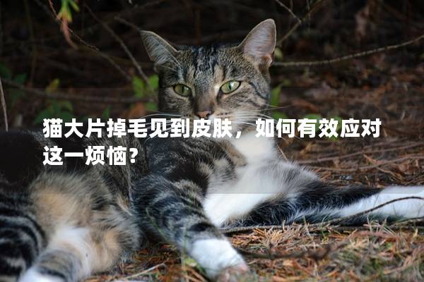 猫大片掉毛见到皮肤，如何有效应对这一烦恼？