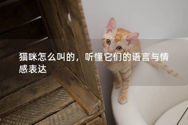 猫咪怎么叫的，听懂它们的语言与情感表达