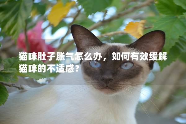 猫咪肚子胀气怎么办，如何有效缓解猫咪的不适感？