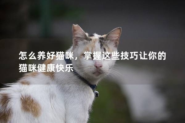 怎么养好猫咪，掌握这些技巧让你的猫咪健康快乐