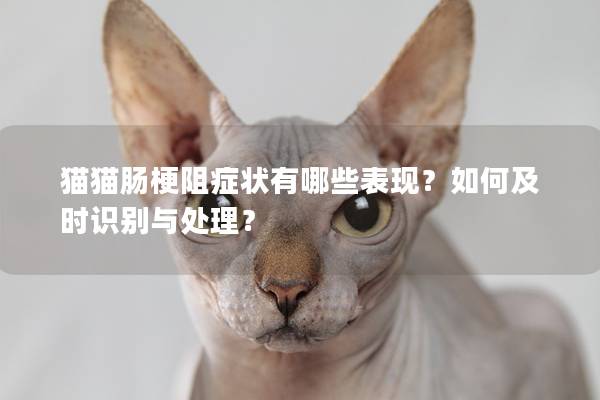 猫猫肠梗阻症状有哪些表现？如何及时识别与处理？