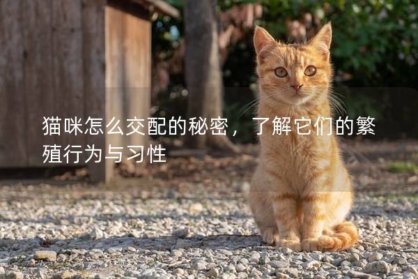 猫咪怎么交配的秘密，了解它们的繁殖行为与习性