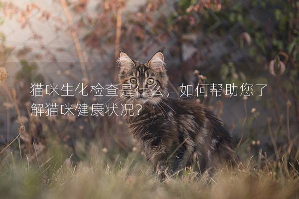 猫咪生化检查是什么，如何帮助您了解猫咪健康状况？