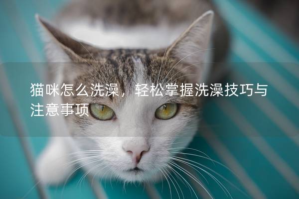 猫咪怎么洗澡，轻松掌握洗澡技巧与注意事项