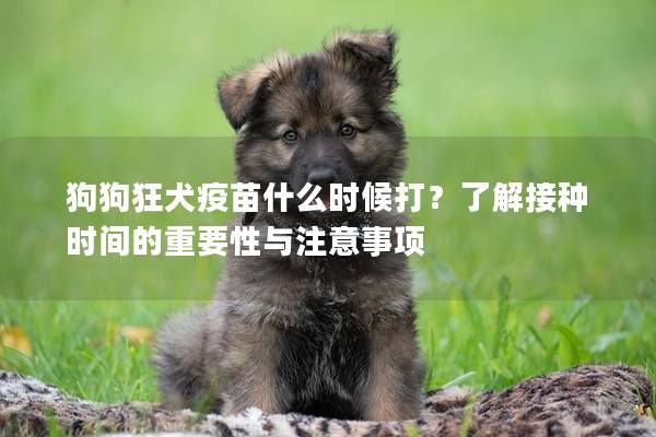 狗狗狂犬疫苗什么时候打？了解接种时间的重要性与注意事项