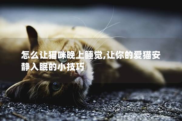 怎么让猫咪晚上睡觉,让你的爱猫安静入眠的小技巧