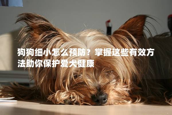 狗狗细小怎么预防？掌握这些有效方法助你保护爱犬健康