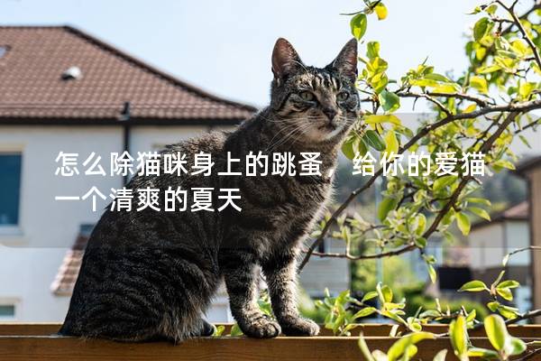 怎么除猫咪身上的跳蚤，给你的爱猫一个清爽的夏天