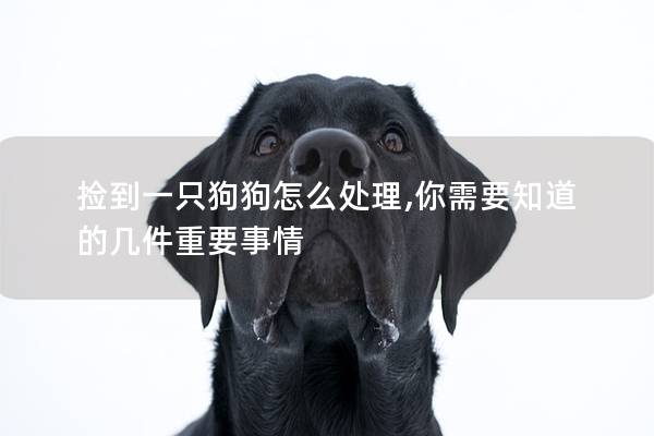 捡到一只狗狗怎么处理,你需要知道的几件重要事情