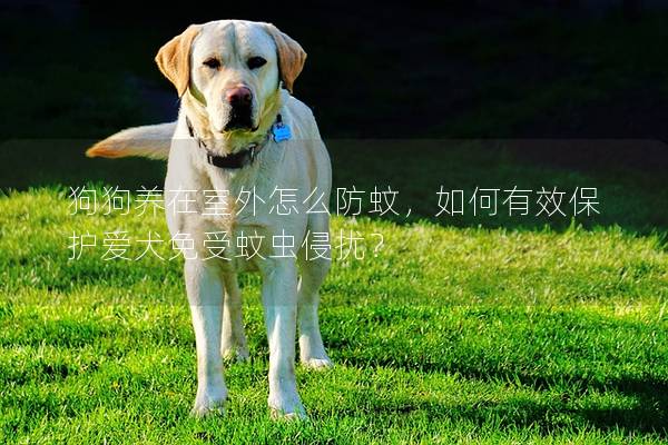 狗狗养在室外怎么防蚊，如何有效保护爱犬免受蚊虫侵扰？