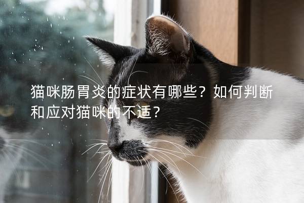 猫咪肠胃炎的症状有哪些？如何判断和应对猫咪的不适？