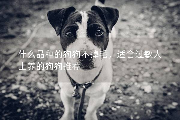 什么品种的狗狗不掉毛，适合过敏人士养的狗狗推荐