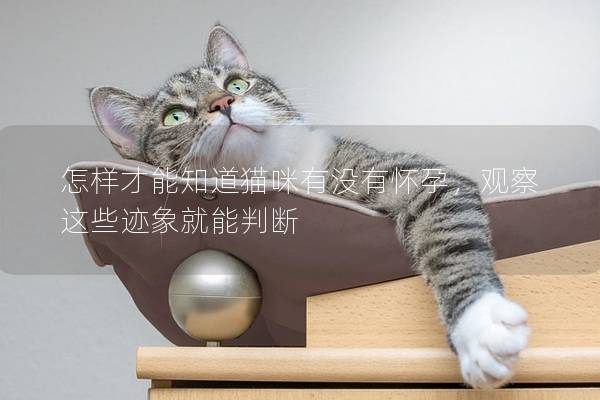 怎样才能知道猫咪有没有怀孕，观察这些迹象就能判断