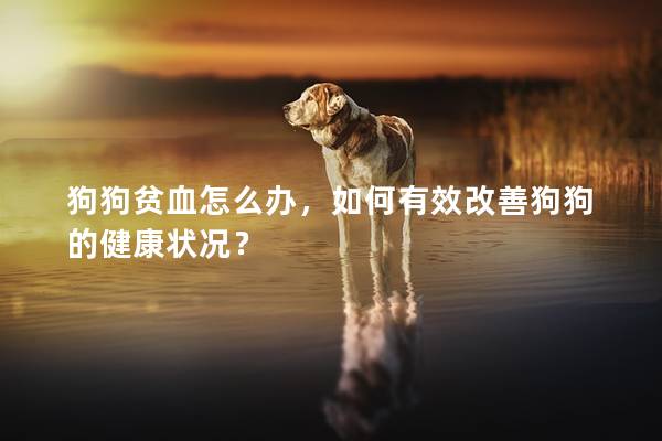 狗狗贫血怎么办，如何有效改善狗狗的健康状况？