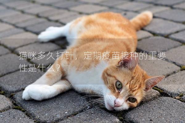 猫咪多久打针，定期疫苗接种的重要性是什么？