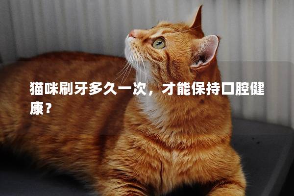 猫咪刷牙多久一次，才能保持口腔健康？