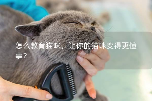 怎么教育猫咪，让你的猫咪变得更懂事？