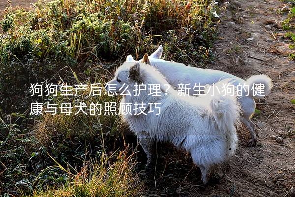 狗狗生产后怎么护理？新生小狗的健康与母犬的照顾技巧