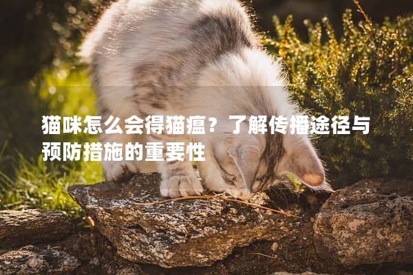 猫咪怎么会得猫瘟？了解传播途径与预防措施的重要性