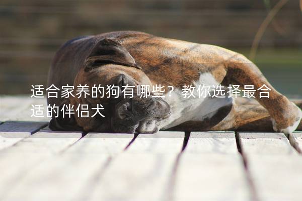 适合家养的狗有哪些？教你选择最合适的伴侣犬