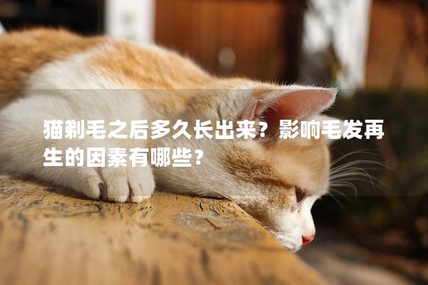 猫剃毛之后多久长出来？影响毛发再生的因素有哪些？