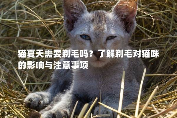 猫夏天需要剃毛吗？了解剃毛对猫咪的影响与注意事项