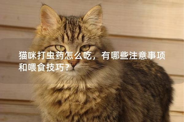 猫咪打虫药怎么吃，有哪些注意事项和喂食技巧？