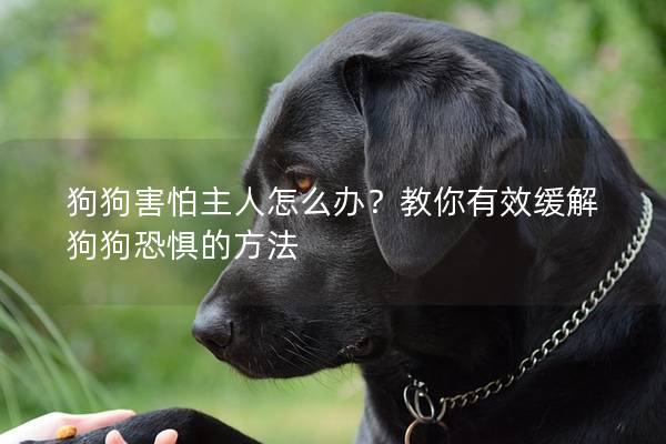 狗狗害怕主人怎么办？教你有效缓解狗狗恐惧的方法