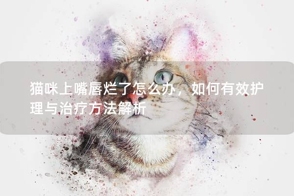 猫咪上嘴唇烂了怎么办，如何有效护理与治疗方法解析