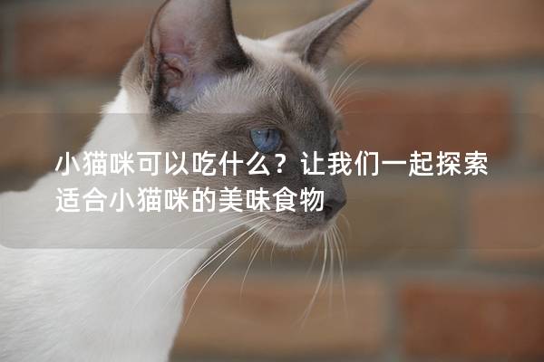 小猫咪可以吃什么？让我们一起探索适合小猫咪的美味食物