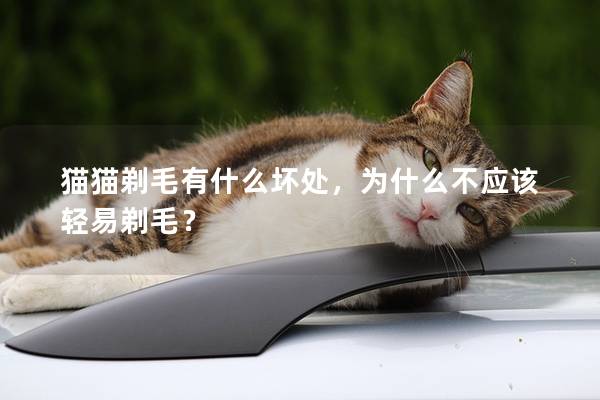 猫猫剃毛有什么坏处，为什么不应该轻易剃毛？