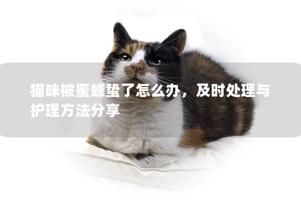 猫咪被蜜蜂蛰了怎么办，及时处理与护理方法分享